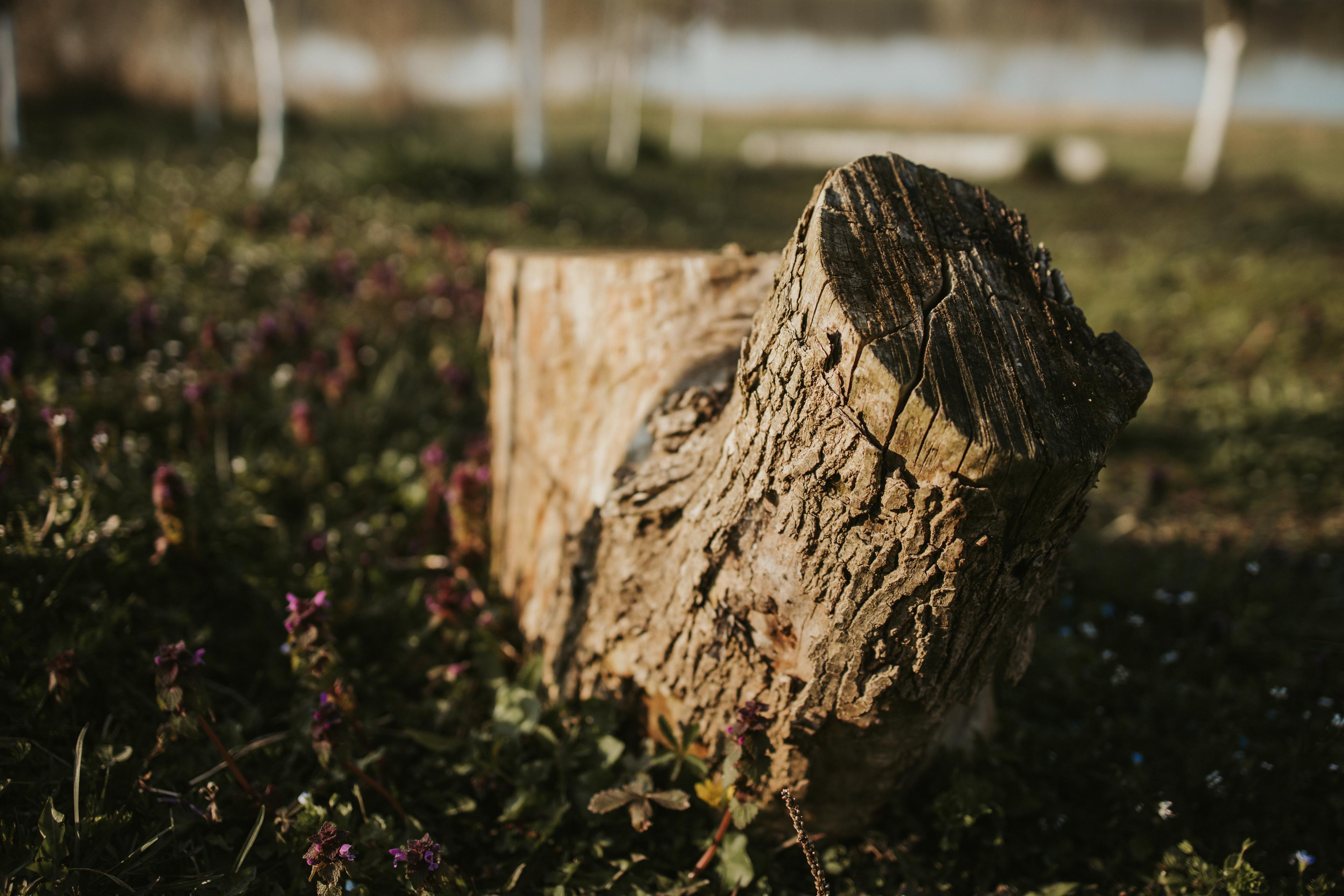 Photo of a tree stump